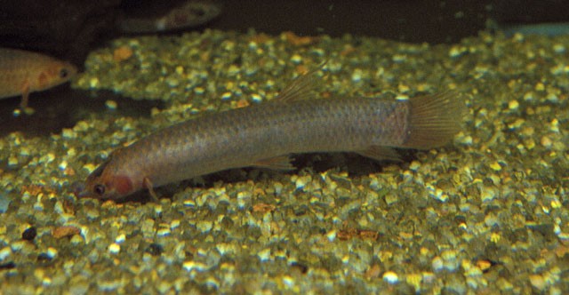 Phractolaemus ansorgii